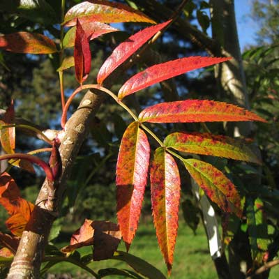 sorbus_commixta_dodong_farve_2011