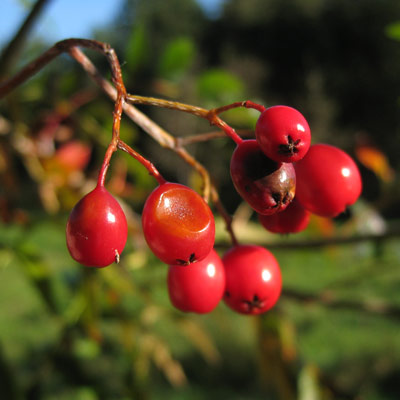 Sorbus Commixta Dodong. Frugt. 2011