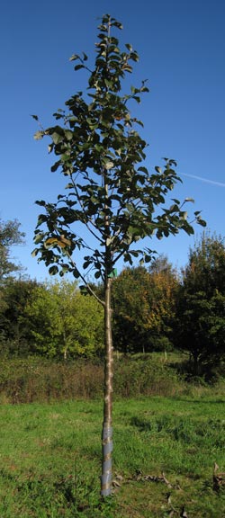 Sorbus Incana. 2011