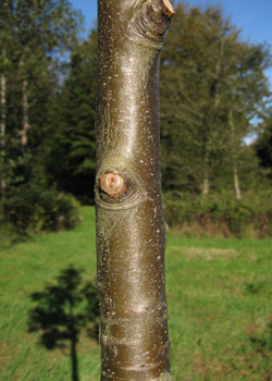 Sorbus Incana. Bark. 2011