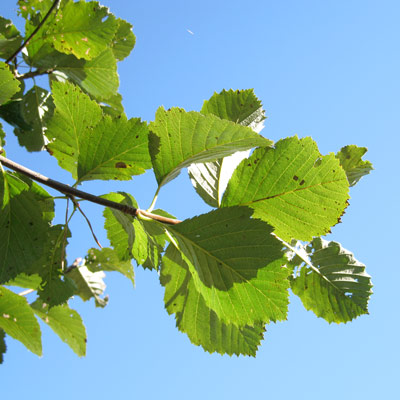 Sorbus Incana. Blade. 2011