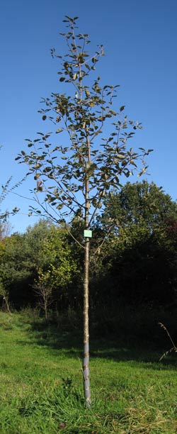 Sorbus Intermedia Anisse Kirke. 2011