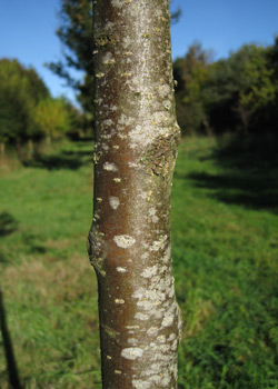 Sorbus Intermedia Anisse Kirke. Bark. 2011