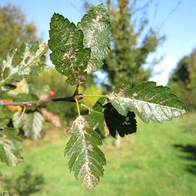 Sorbus Intermedia Anisse Kirke. Blade. 2011