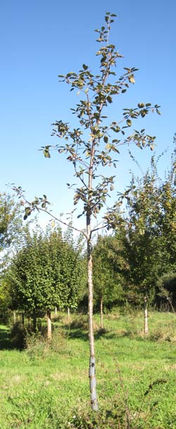 Sorbus Intermedia Brouwers. 2011