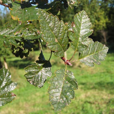 Sorbus Intermedia Brouwers. Blade. 2011