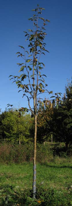 Sorbus X Thuringiaca Fastigiata. 2011