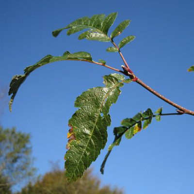 Sorbus X Thuringiaca Fastigiata. Blade. 2011