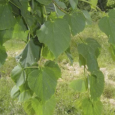 Tilia cordata. Løv. Foto 2005