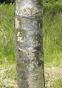 Tilia euchlora. Bark. Foto 2005