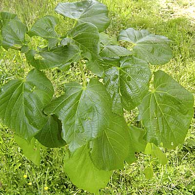 Tilia euchlora. Løv. Foto 2005