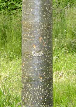 Tilia cordata Rancho. Bark. Foto 2005