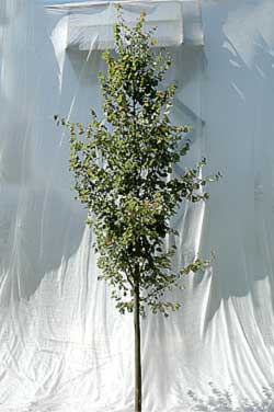 Tilia cordata Erecta.Opbygningsbeskåret. Foto 2005