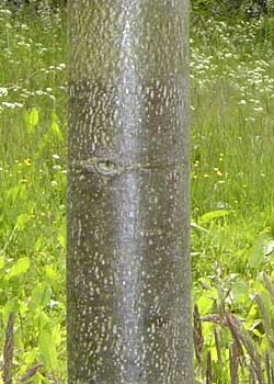 Tilia cordata Erecta. Bark. Foto 2005