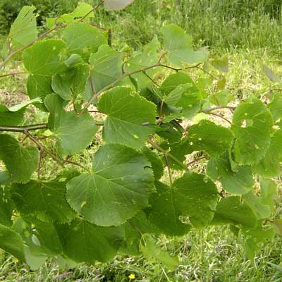 Tilia cordata Erecta. Løv. Foto 2005