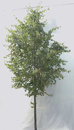 Tilia cordata Greenspire. Ubeskåret. Foto 2005