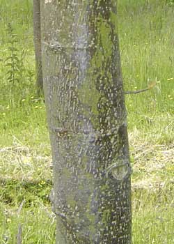 Tilia cordata Greenspire. Bark. Foto 2005