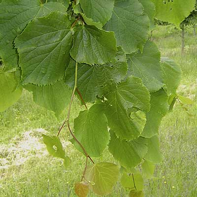 Tilia cordata Greenspire. Løv. Foto 2005