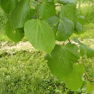 Tilia europaea Pallida. Løv. Foto 2005