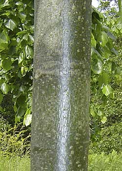 Tilia euchlora Frigg. Bark. Foto 2005