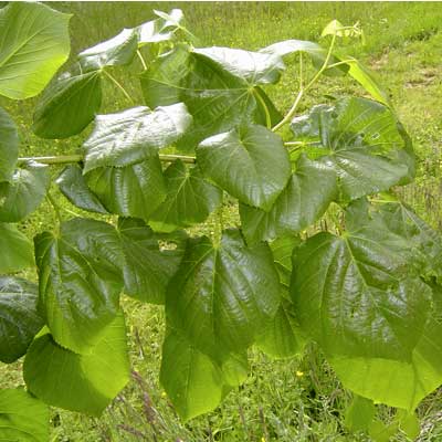 Tilia euchlora Frigg. Løv. Foto 2005