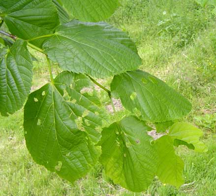 Tilia europaea Hybrid Odin. Løv. Foto 2005