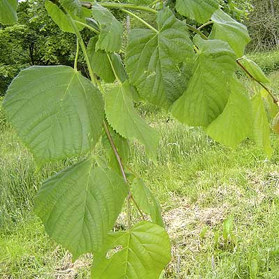 Tilia platyphyllos Rubra. Løv. Foto 2005