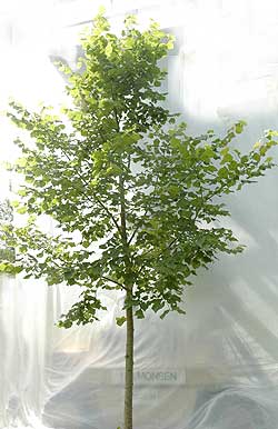 Tilia platyphyllos. Ubeskåret. Foto 2005