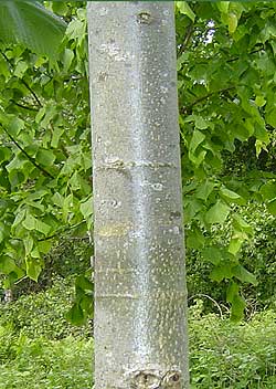 Tilia platyphyllos. Bark. Foto 2005