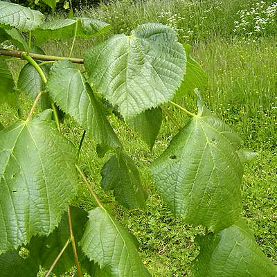 Tilia platyphyllos. Løv. Foto 2005