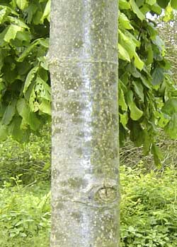 Tilia platyphyllos Fenris. Bark. Foto 2005