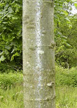 Tilia platyphyllos Oerebro. Bark. Foto 2005