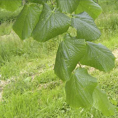 Tilia platyphyllos Oerebro. Løv. Foto 2005