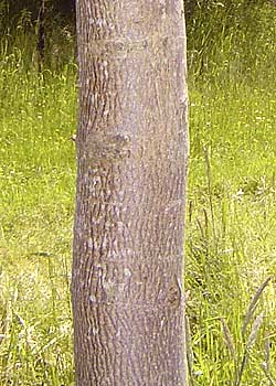 Acer platanoides. Bark. Foto 2005