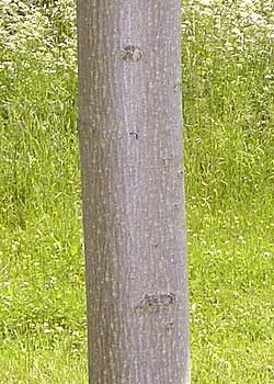 Acer platanoides Emerald Queen. Bark. Foto 2005