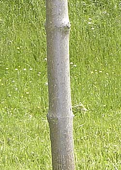 Acer platanoides Faassen's Black. Bark. Foto 2005