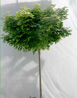 Acer platanoides Globosum. Foto 2005