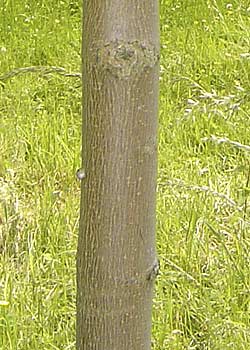 Acer platanoides Globosum. Bark. Foto 2005