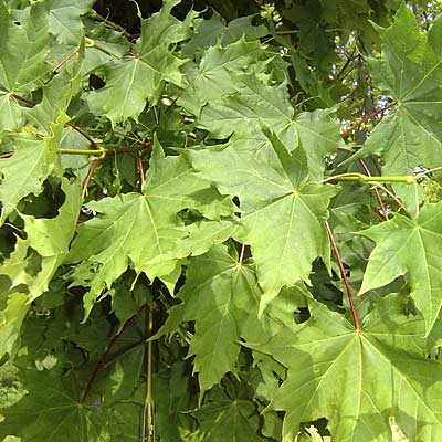 Acer platanoides Globosum. Løv. Foto 2005