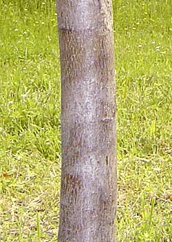 Acer pseudoplantanus. Bark. Foto 2005