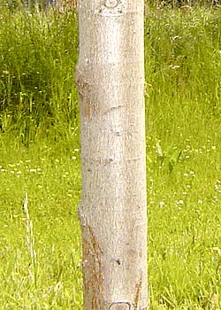 Acer rubrum. Bark. Foto 2005