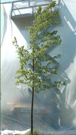 Acer saccharinum. Ubeskåret. Foto 2005