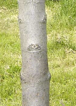 Acer saccharinum. Bark. Foto 2005