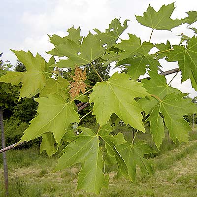 Acer saccharinum. Løv. Foto 2005