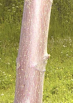 Aesculus carnea Briotti. Bark. Foto 2005