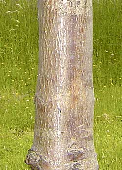 Aesculus hippocastanum. Bark. Foto 2005
