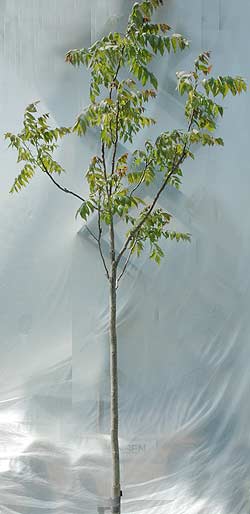 Ailanthus altissima. Opbygningsbeskåret. Foto 2005