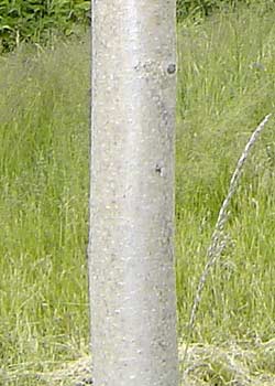 Ailanthus altissima. Bark. Foto 2005