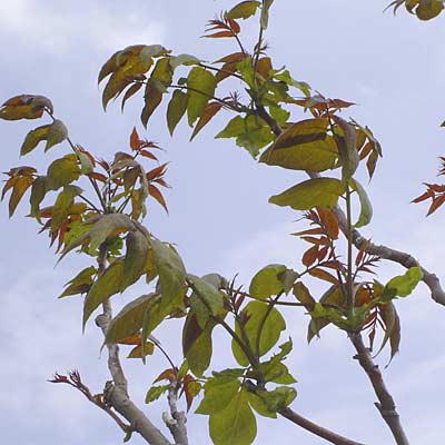 Ailanthus altissima. Løv. Foto 2005