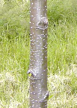 Alnus glutinosa. Bark. Foto 2005